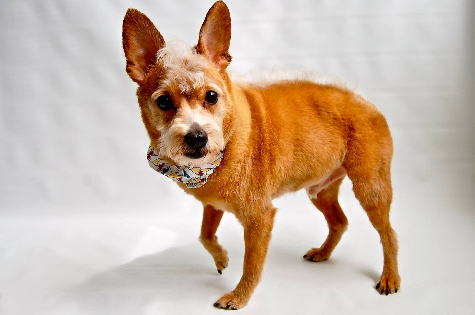 photo 10339306_10154240601800553_8339454861732639296_o_zpse53e9f02.jpg