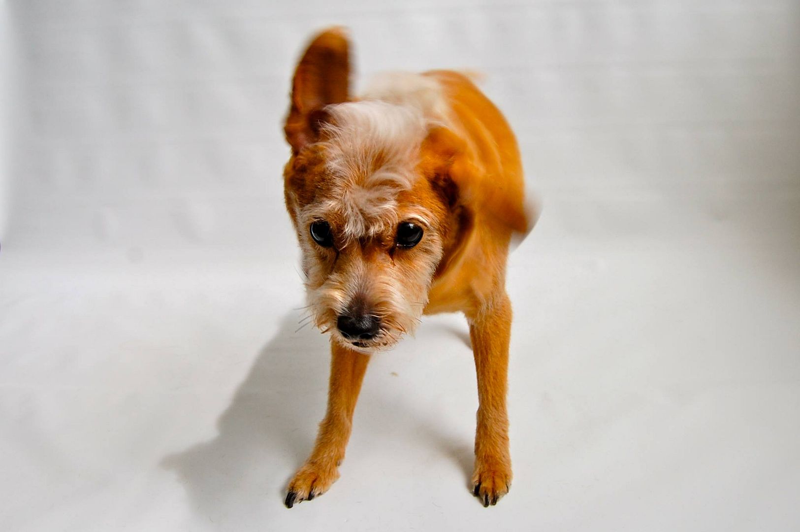  photo 10380182_10154240601765553_5290971784017198477_o_zps776e263f.jpg