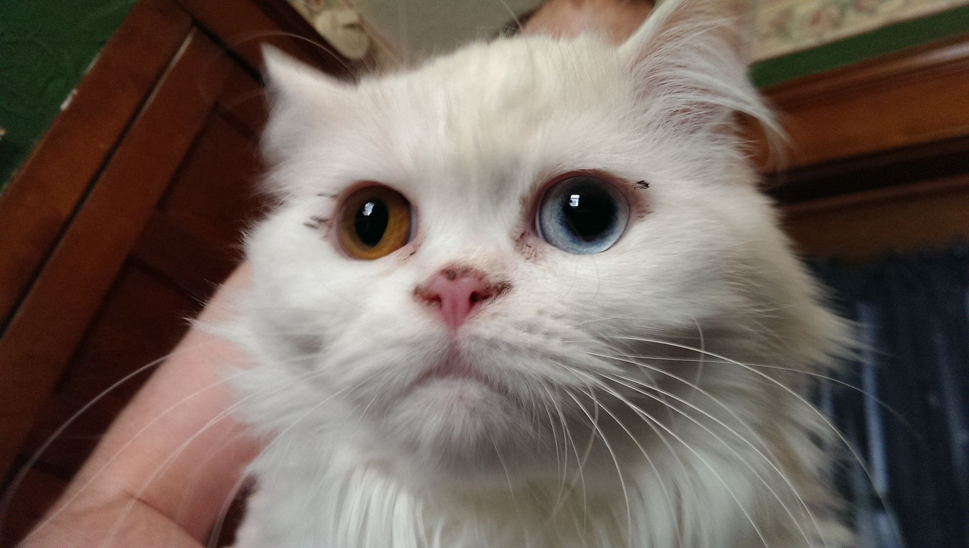 photo IMAG0419_zpsvcfwjsyf.jpg