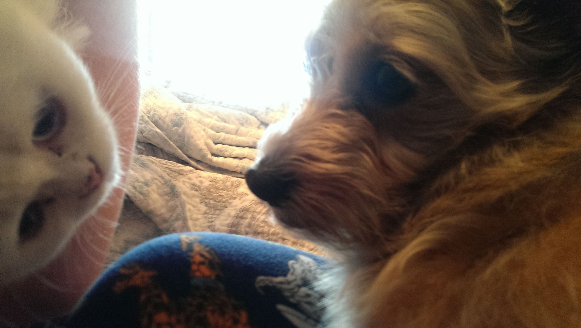 photo IMAG0501_zpstcldcifx.jpg