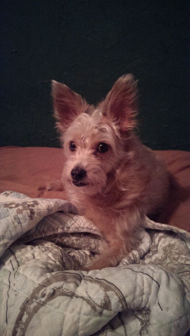  photo IMAG0582_zpslqrkw7nm.jpg