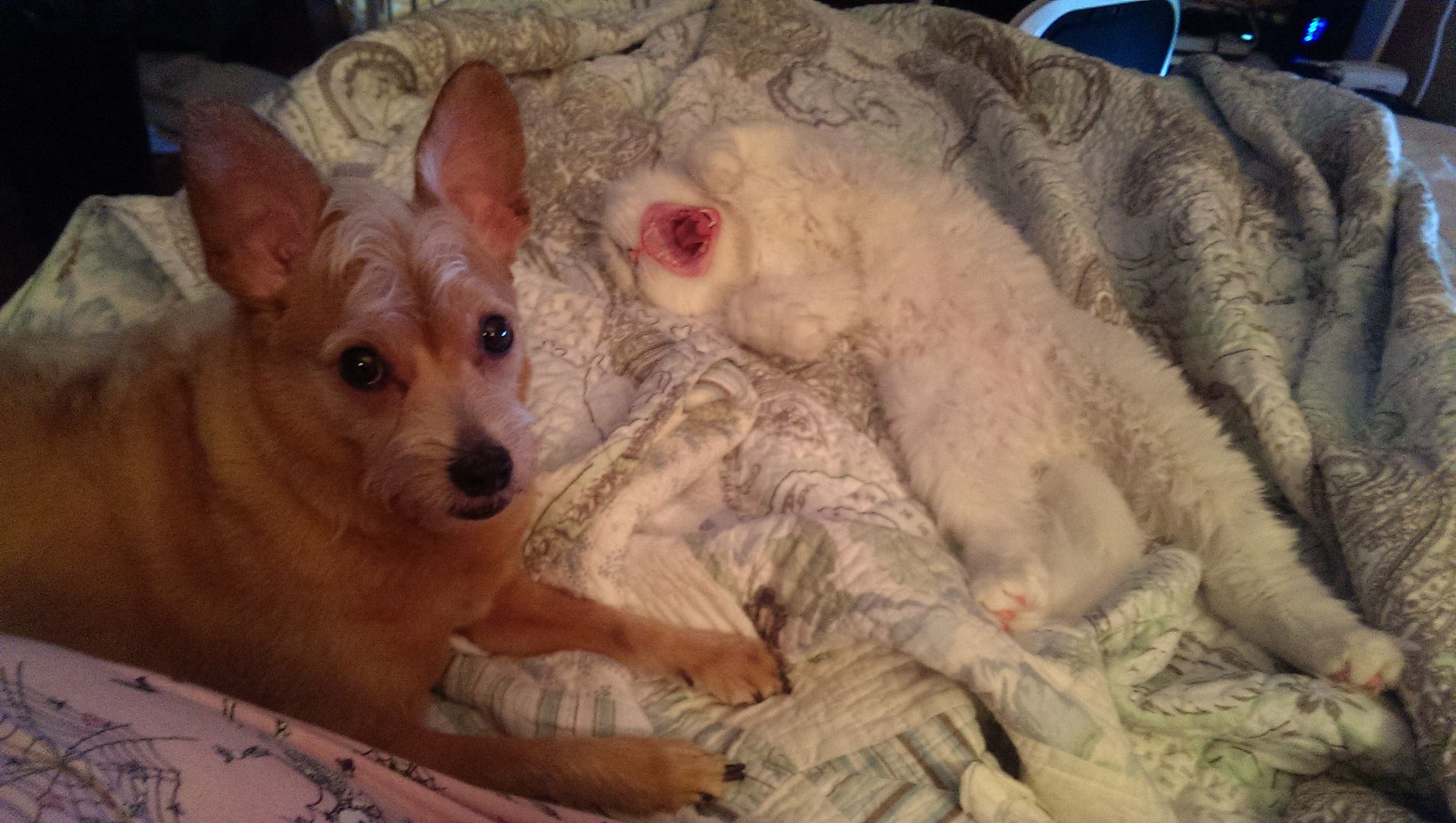 photo IMAG0592_zps9wy97jz9.jpg