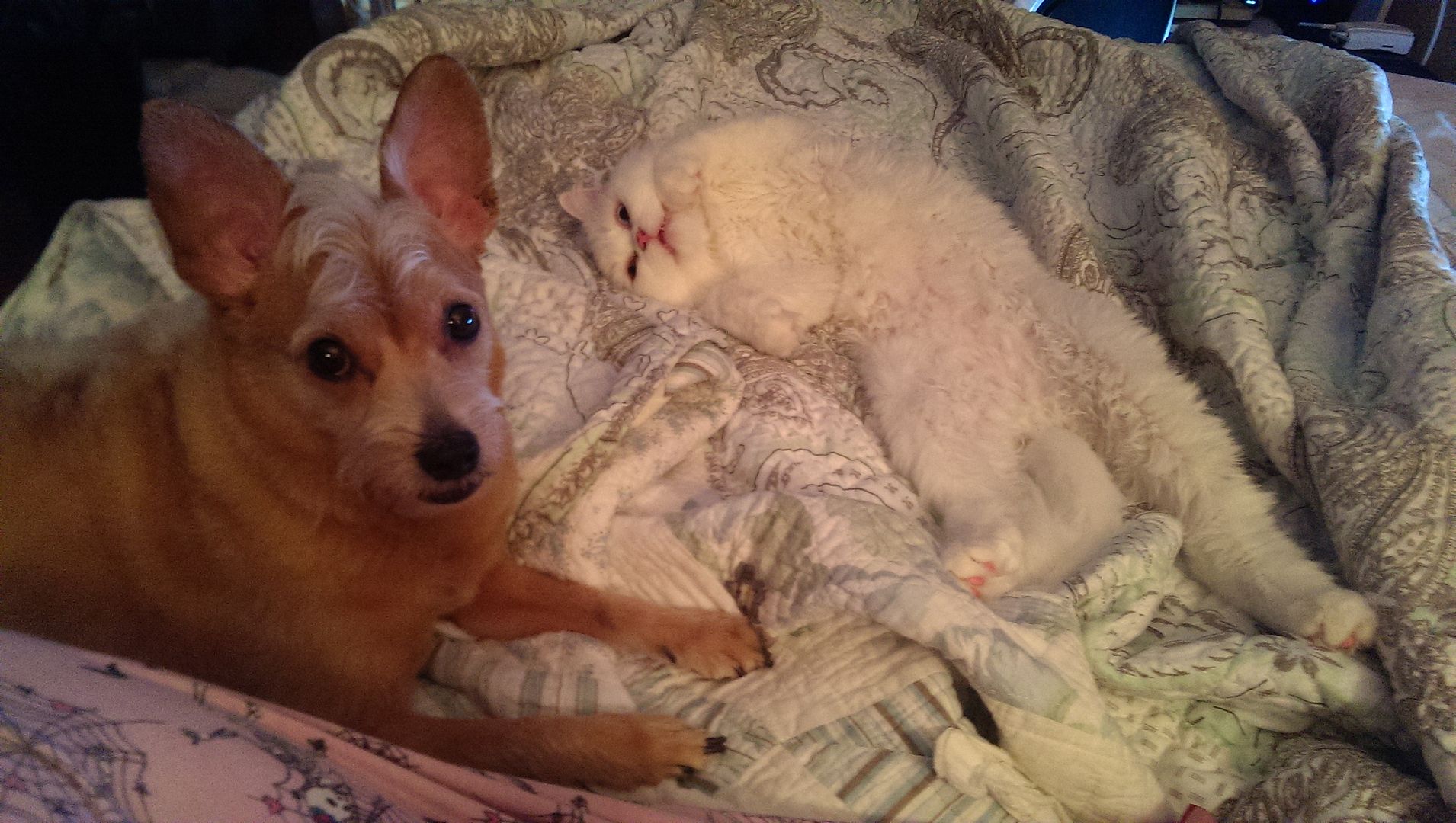  photo IMAG0593_zpsomtp5epe.jpg