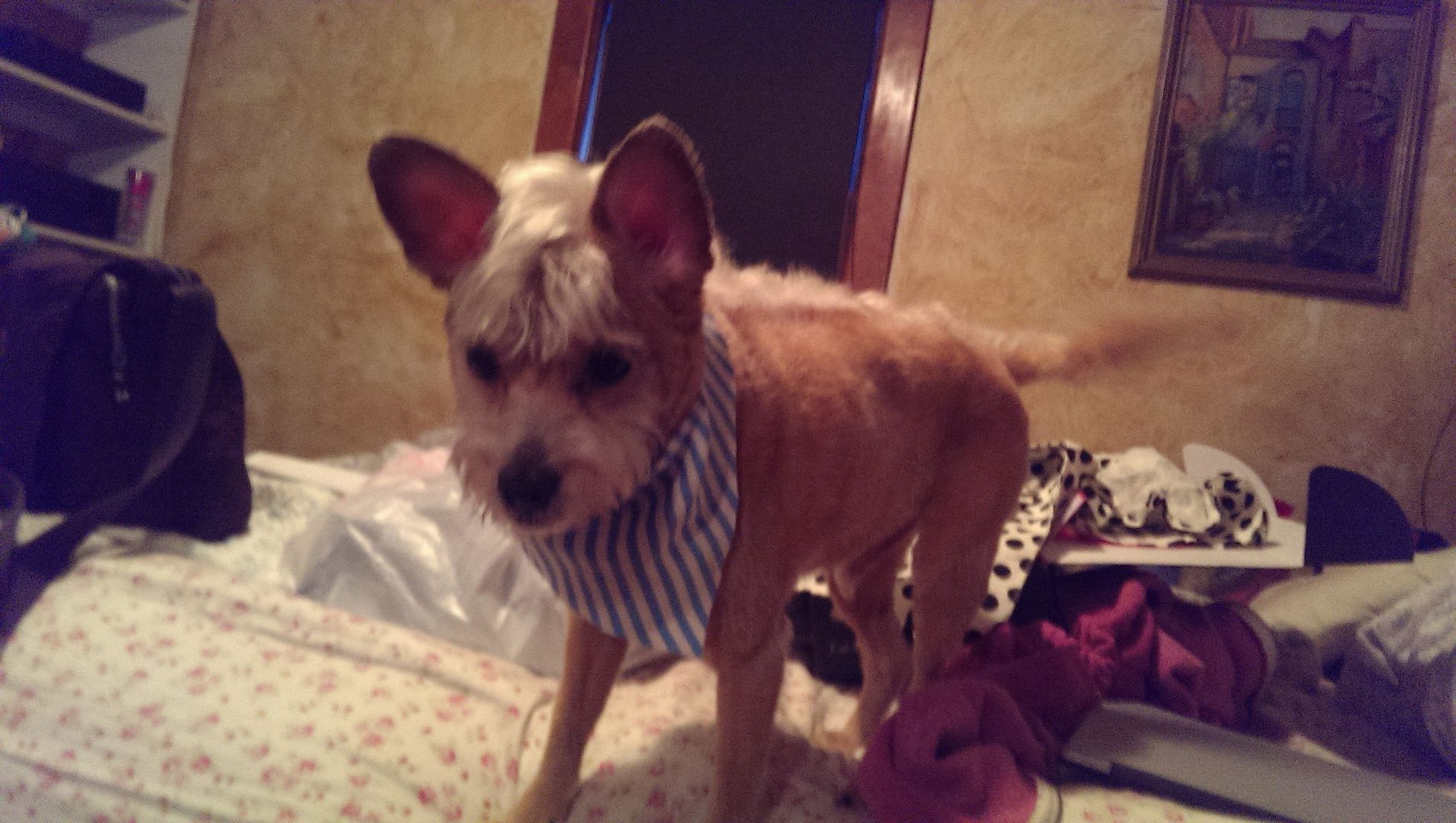 photo IMAG0939_zpsoxl7dodk.jpg