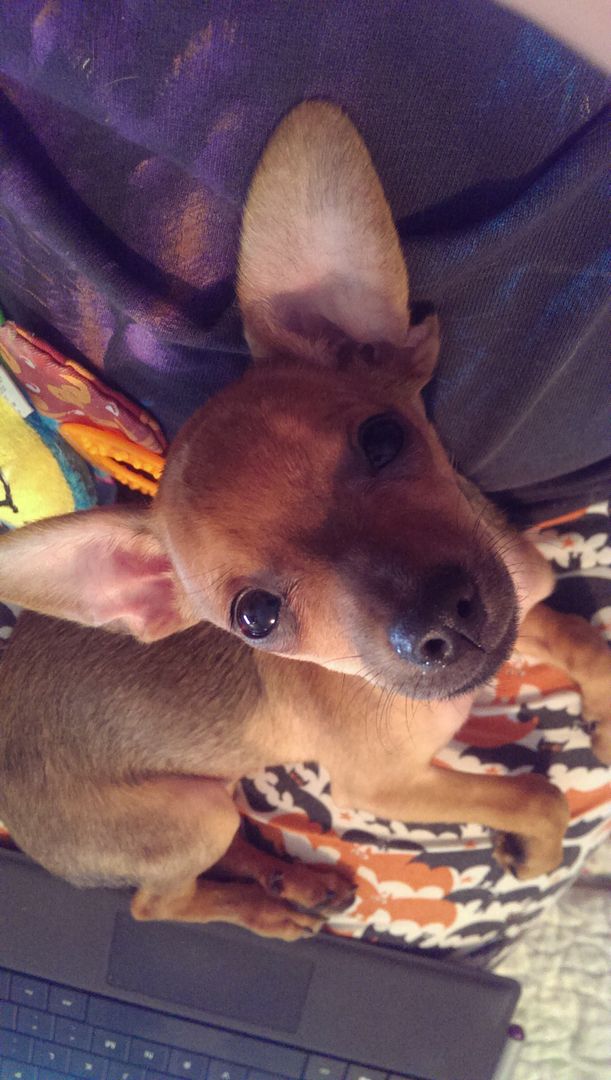 photo IMAG1066_zps4sxoh0be.jpg