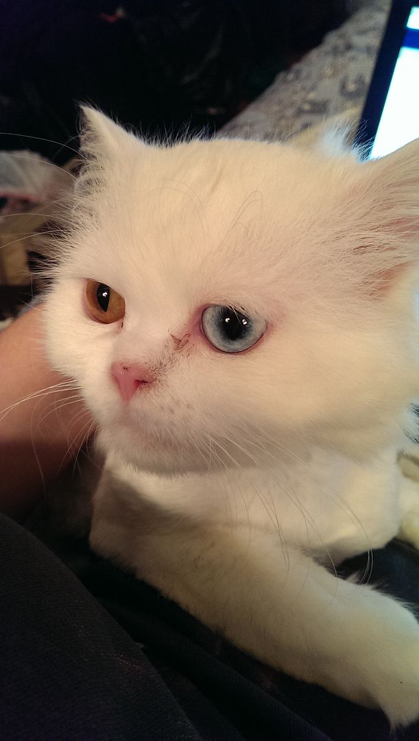 photo IMAG1218_zpsg1eyc10w.jpg