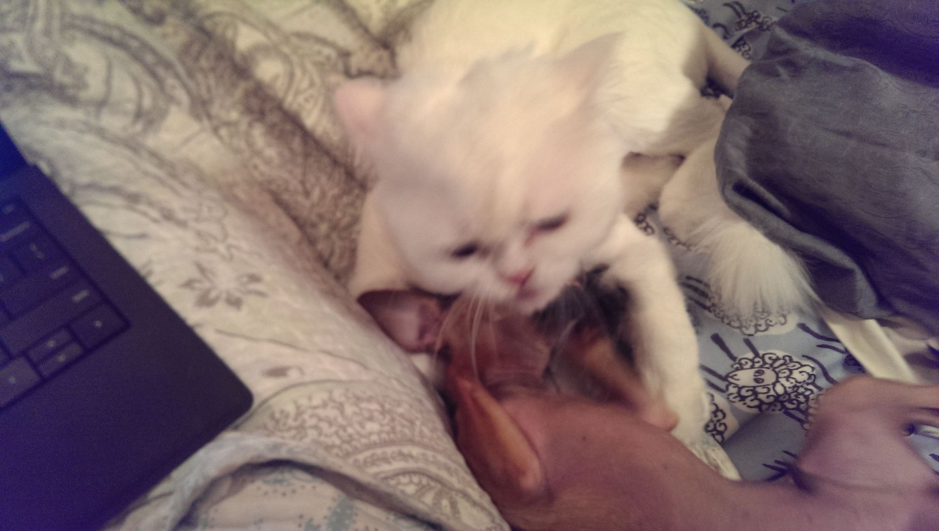 photo IMAG1224_zpsjvix47vs.jpg