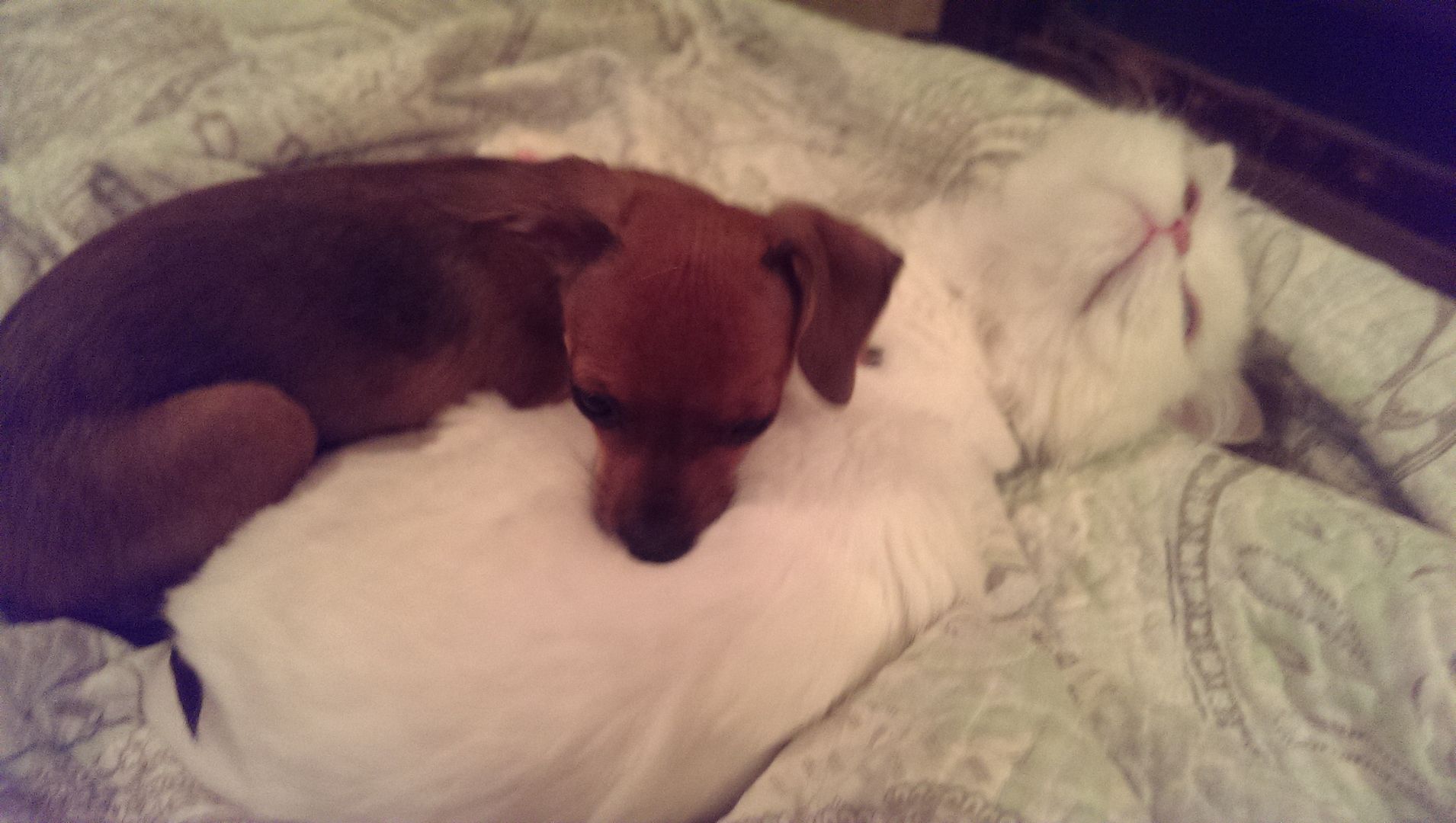 photo IMAG1270_zpsjqmtmqjj.jpg