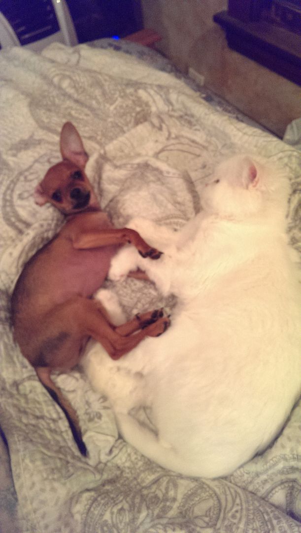 photo IMAG1273_zpsf8bdcyfw.jpg