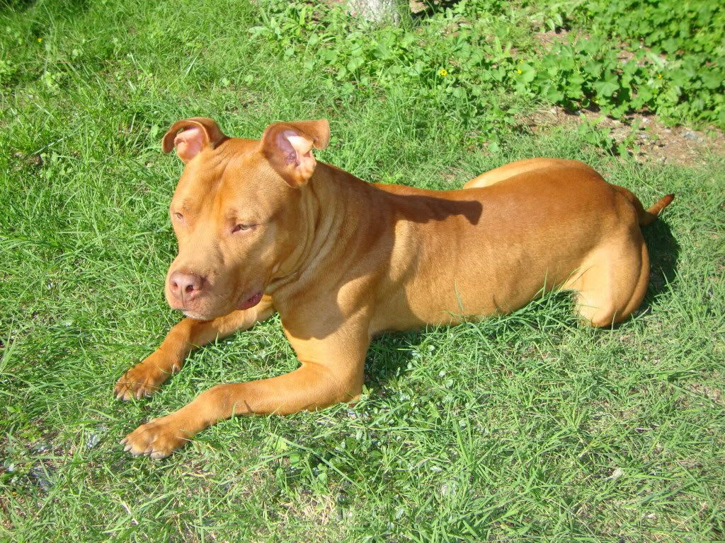 American Pitbull"mando" Photo by kapenka | Photobucket