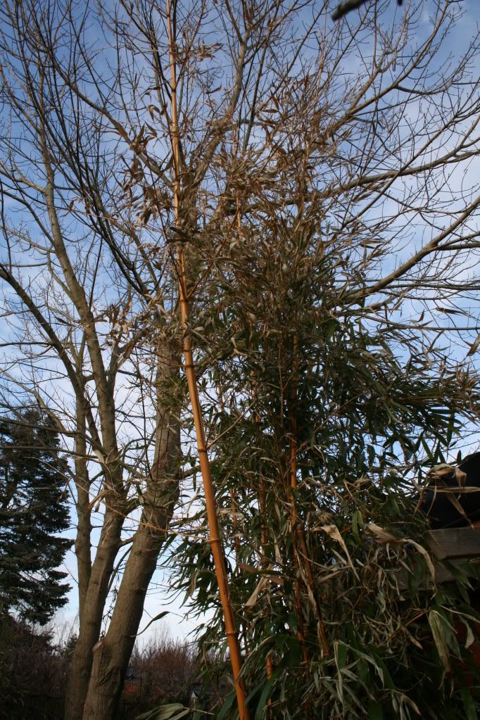 Winter damage 2011/20 Phyllostachys Vivax Aureocaulis