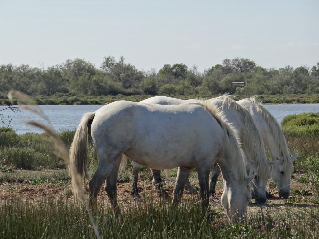 http://i963.photobucket.com/albums/ae115/fidelite104/Imperia/provence/DSC09802.jpg