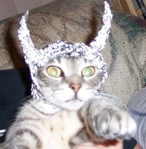 tinfoil hat photo: tin cat hat tincat2.jpg