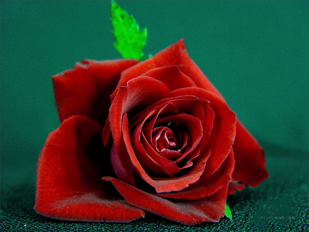 Single Red Rose Pictures, Images and Photos