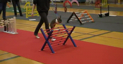 bunny_competition.gif