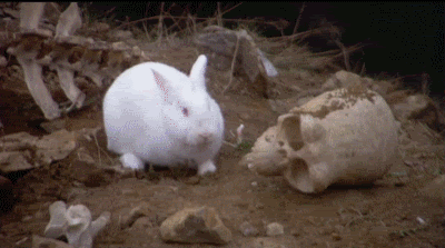 killer_bunny.gif