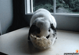 popcorn_bunny.gif