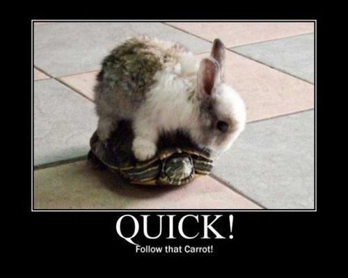 y_bunny_tortoise.jpg
