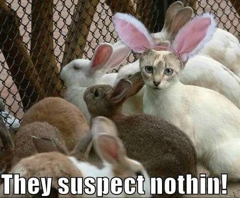 y_cat_bunny.jpg
