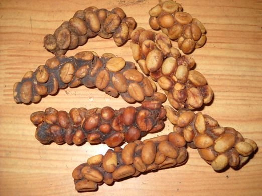 Cà phê phân chồn  chính hiệu  buôn ma thuột tại tp.hcm - 1