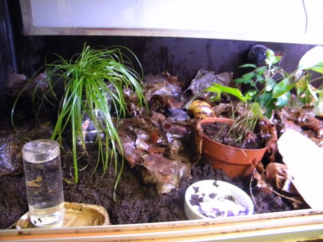 Kotilon terraario