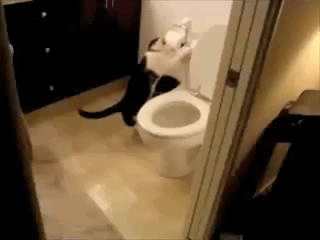 Cat Flushing A Toilet Pictures, Images and Photos