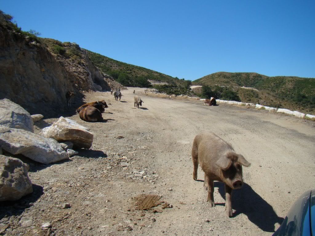 [Bild: Korsika201039.jpg]