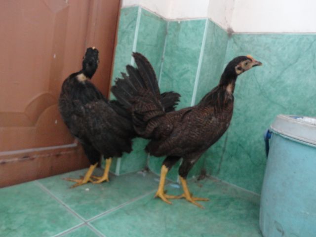 thủ đức- thua banh tiễn cặp gà tre lai 50 - 3