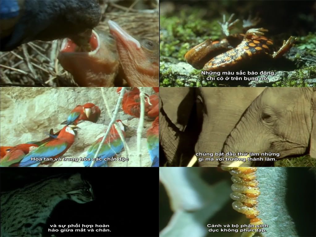 Series film tài liệu khoa học của BBC-Discovery-National Geographic–HBO về thế giới. - 27